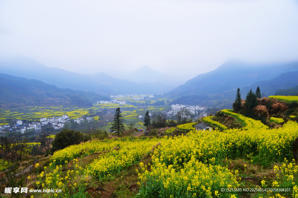 山間油菜花海中的村落