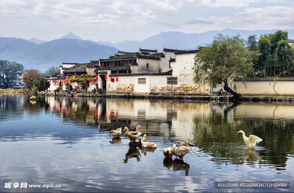 水鄉(xiāng)湖畔白鵝悠游