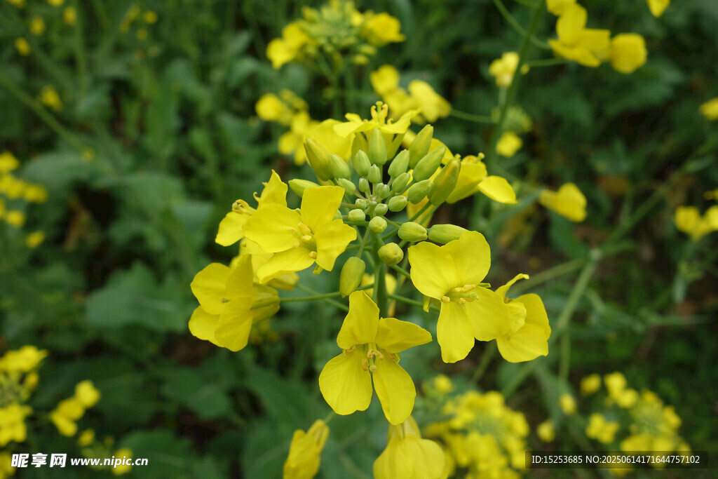 金黃油菜花綻放