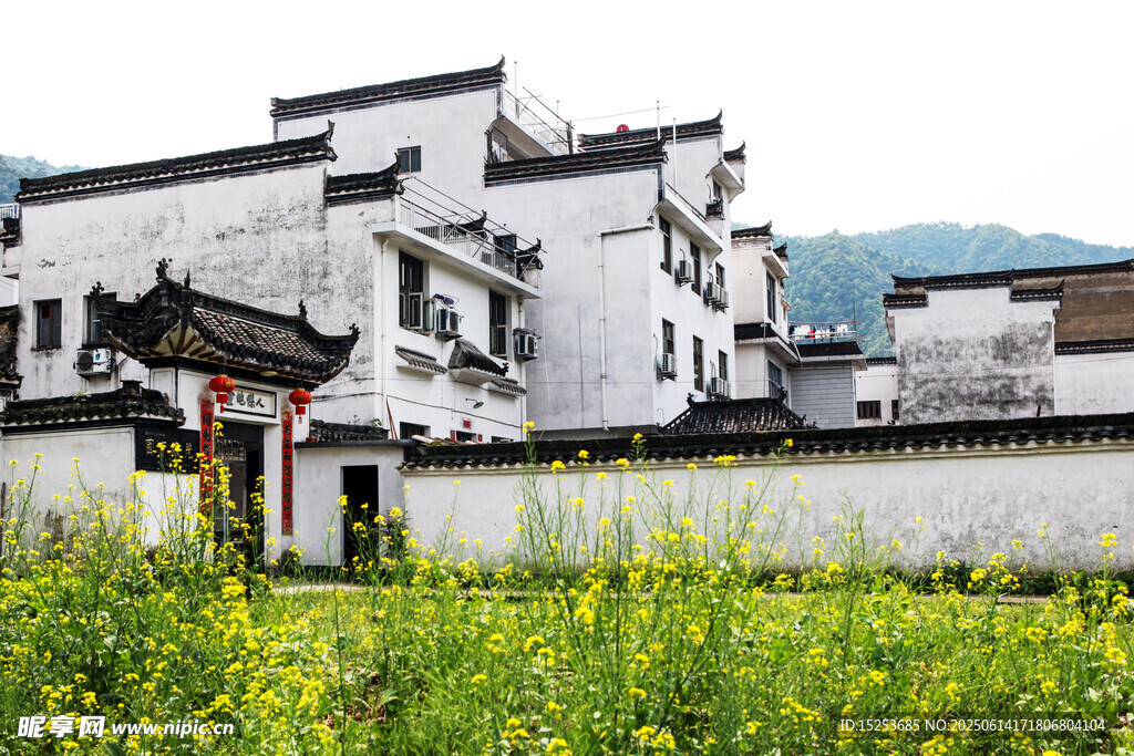 徽派建筑旁的燦爛油菜花田