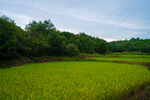 翠綠稻田與蔥郁樹林美景