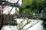 中式園林景致花枝映橋