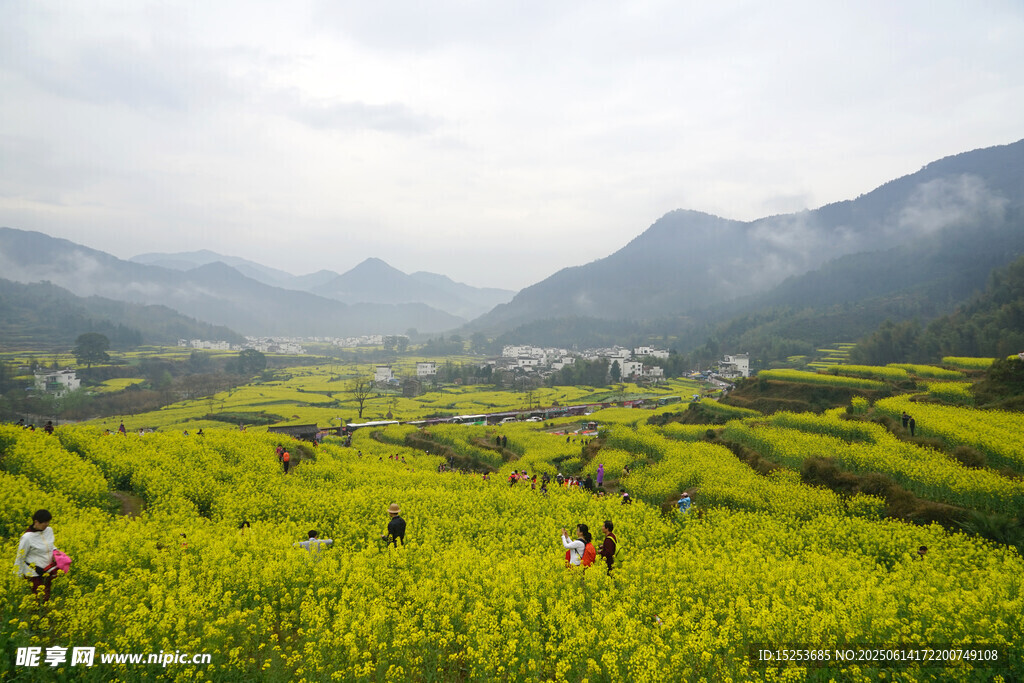 春日梯田油菜花美景