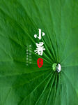 小暑海報
