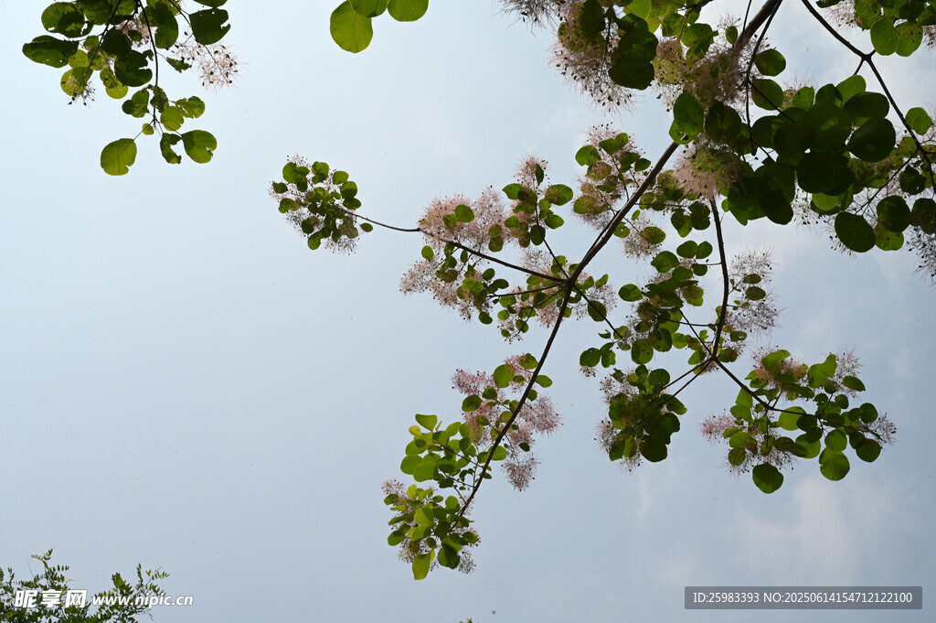 枝頭繁花