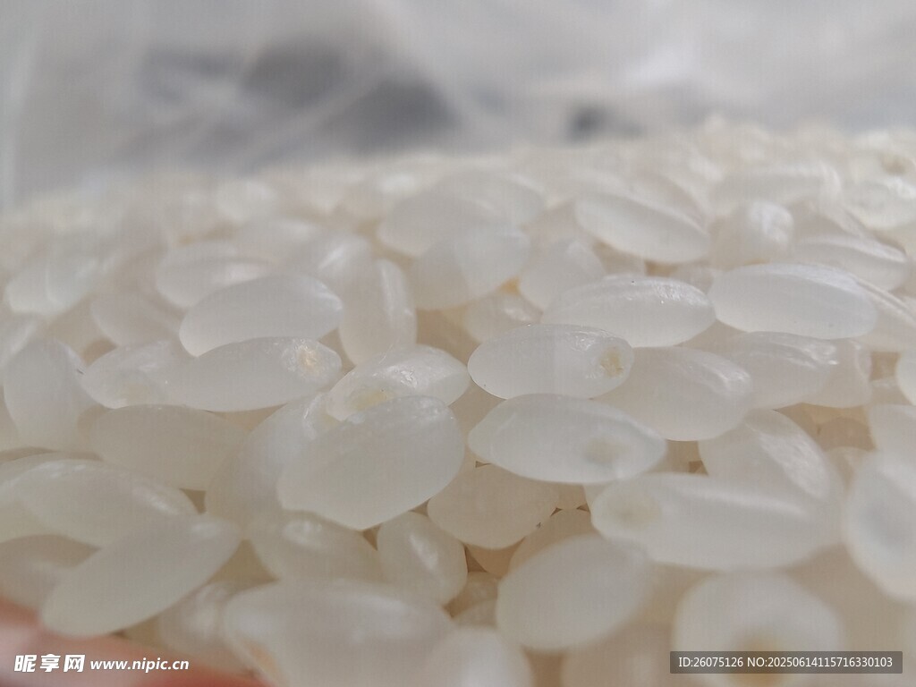 珍珠米鏡頭特寫
