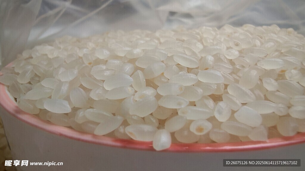 珍珠米