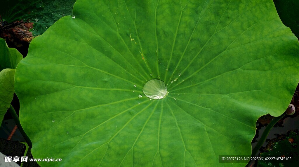 翠綠荷葉特寫
