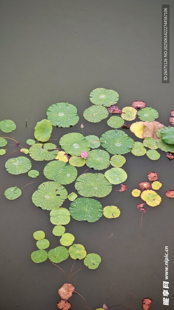 水面上的漂浮的綠色荷葉