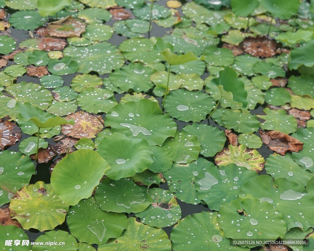 水面上的荷葉