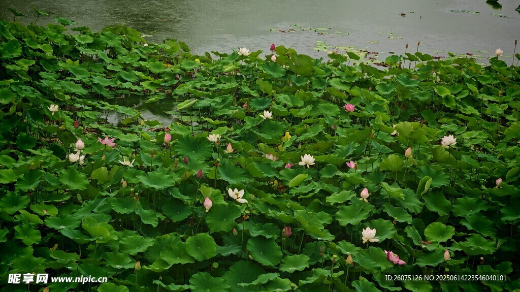 水面漂浮的綠色水生植物