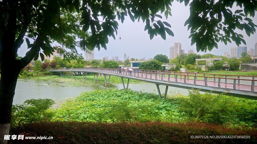 河畔綠蔭下的寧靜景致