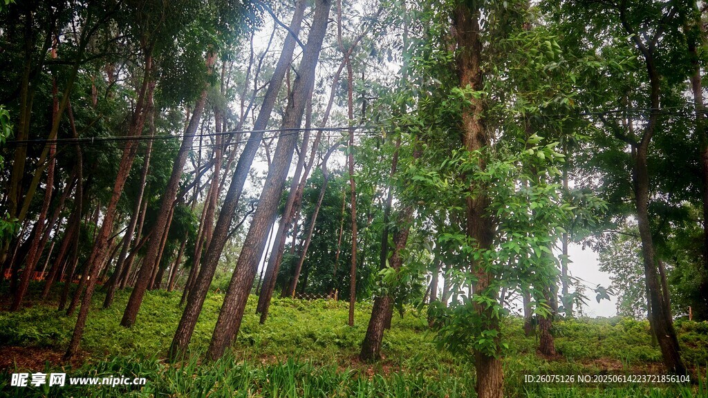 茂密森林中的挺拔樹木