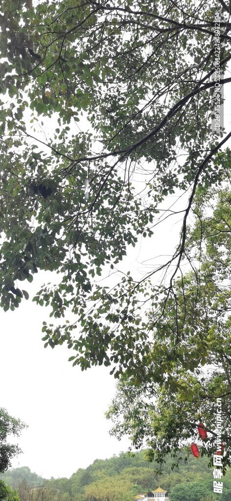 繁茂樹枝下的綠意景致