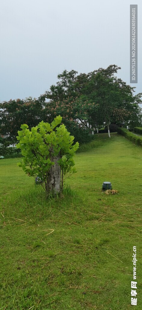 綠野孤樹的靜謐景致