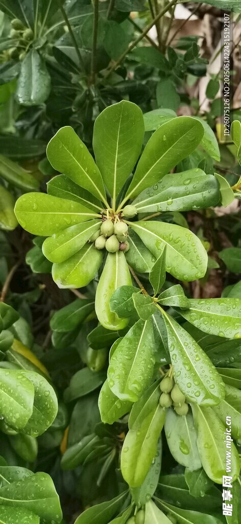 翠綠葉片簇擁的植物