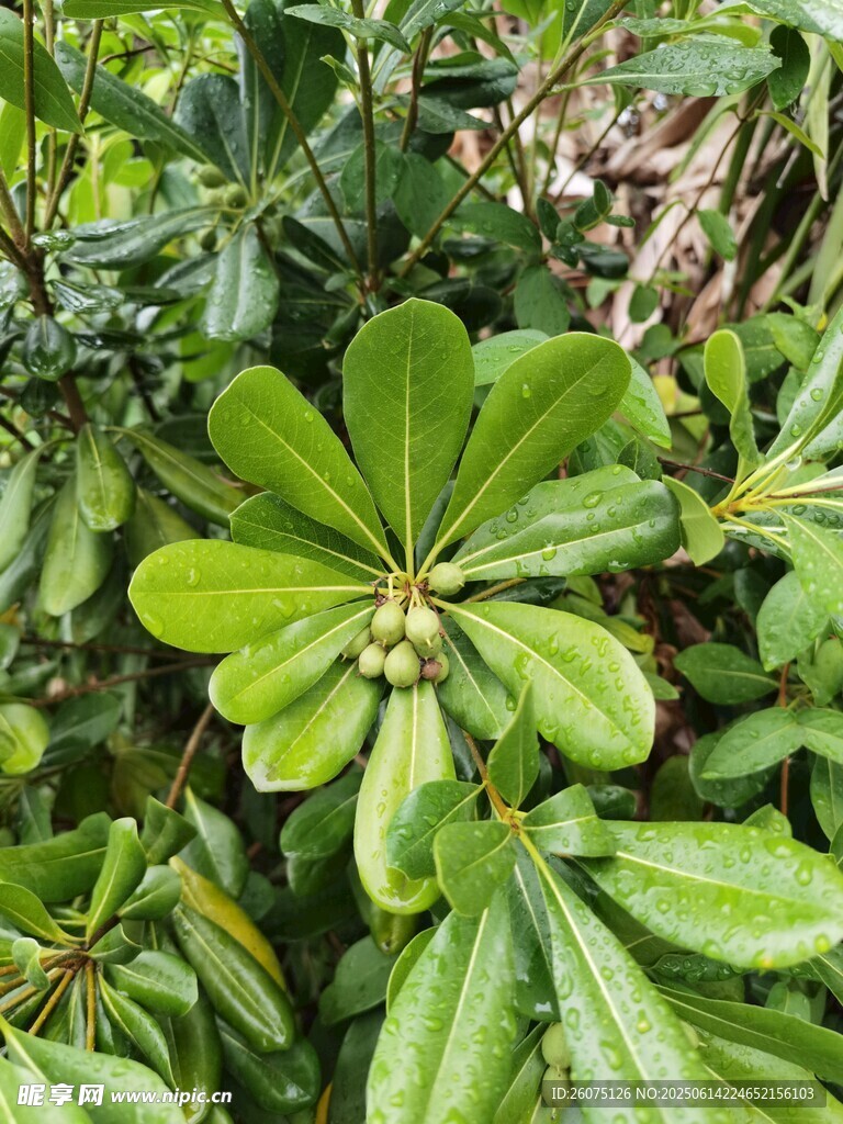 翠綠葉片的植物特寫
