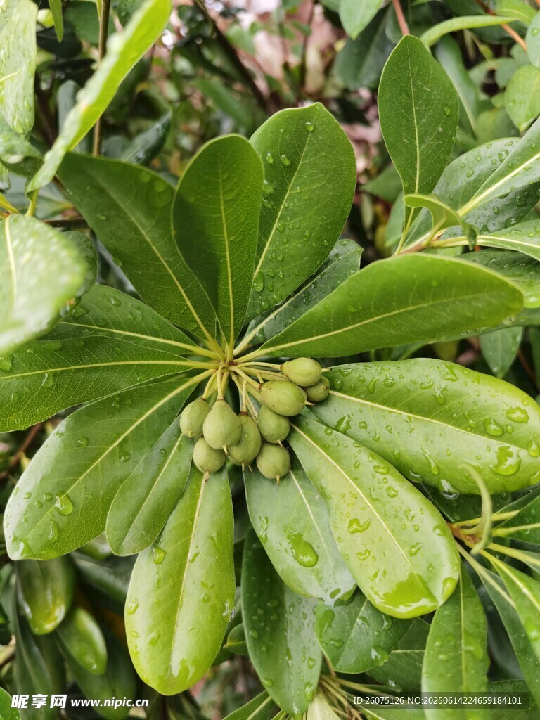 海桐枝葉與果實特寫