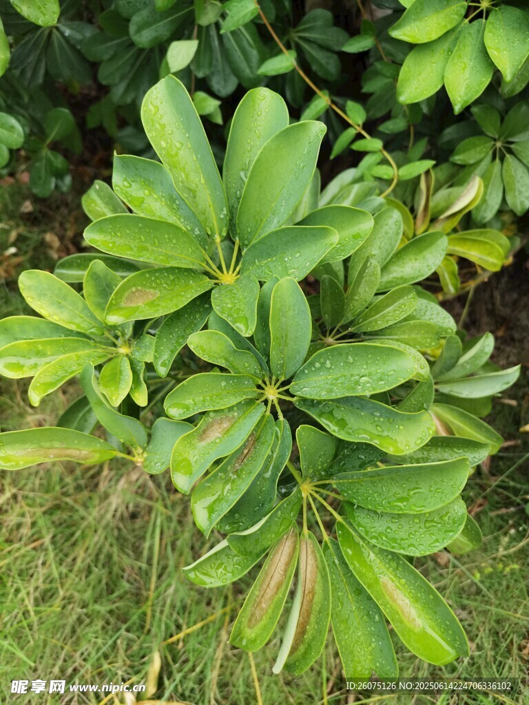 綠葉繁茂的植物