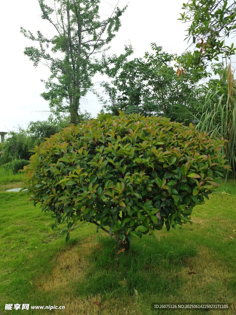 球形綠植點(diǎn)綴綠意草坪