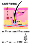 頭皮結(jié)構(gòu)示意圖