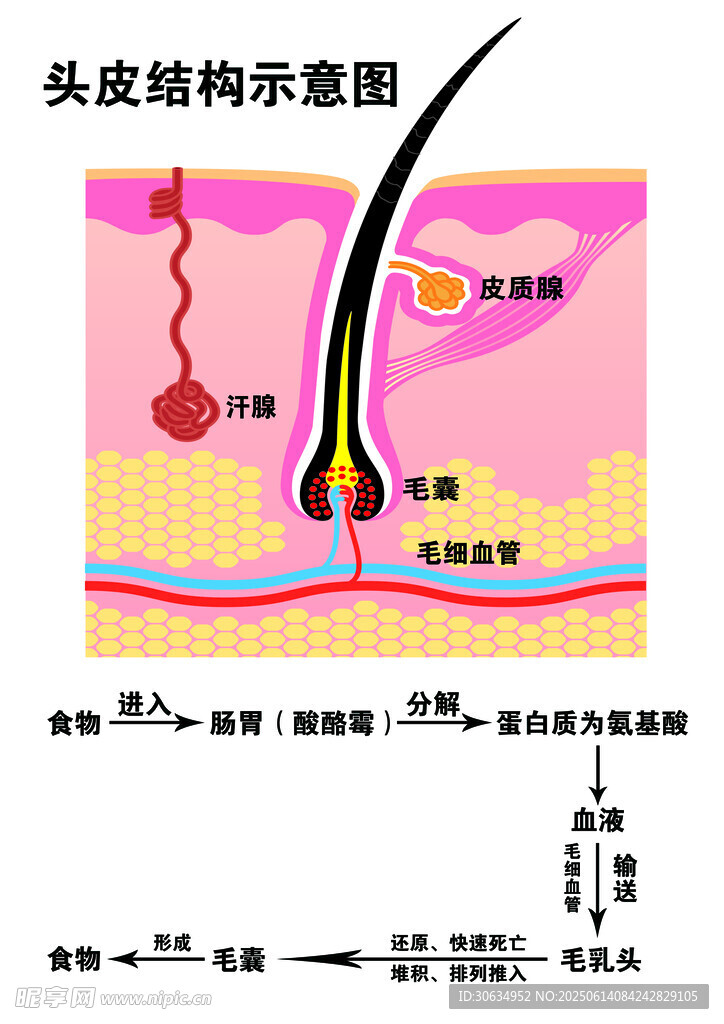 頭皮結構示意圖