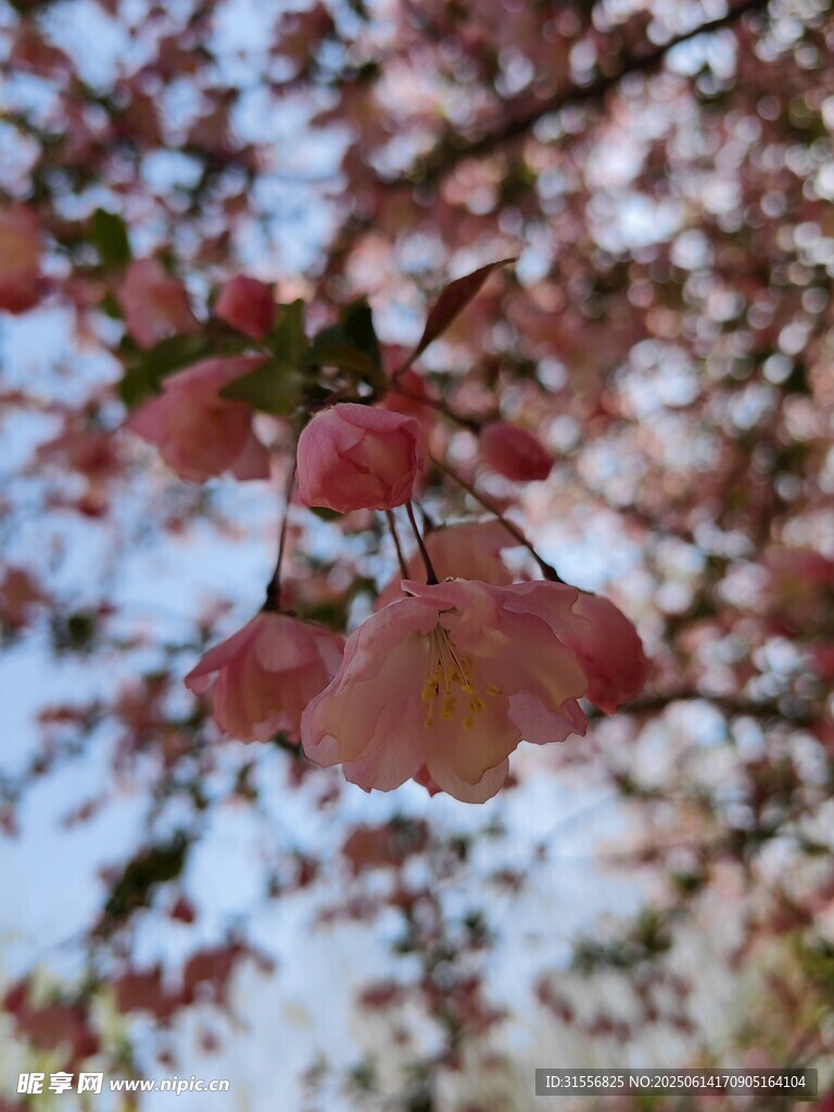 春日垂絲海棠特寫
