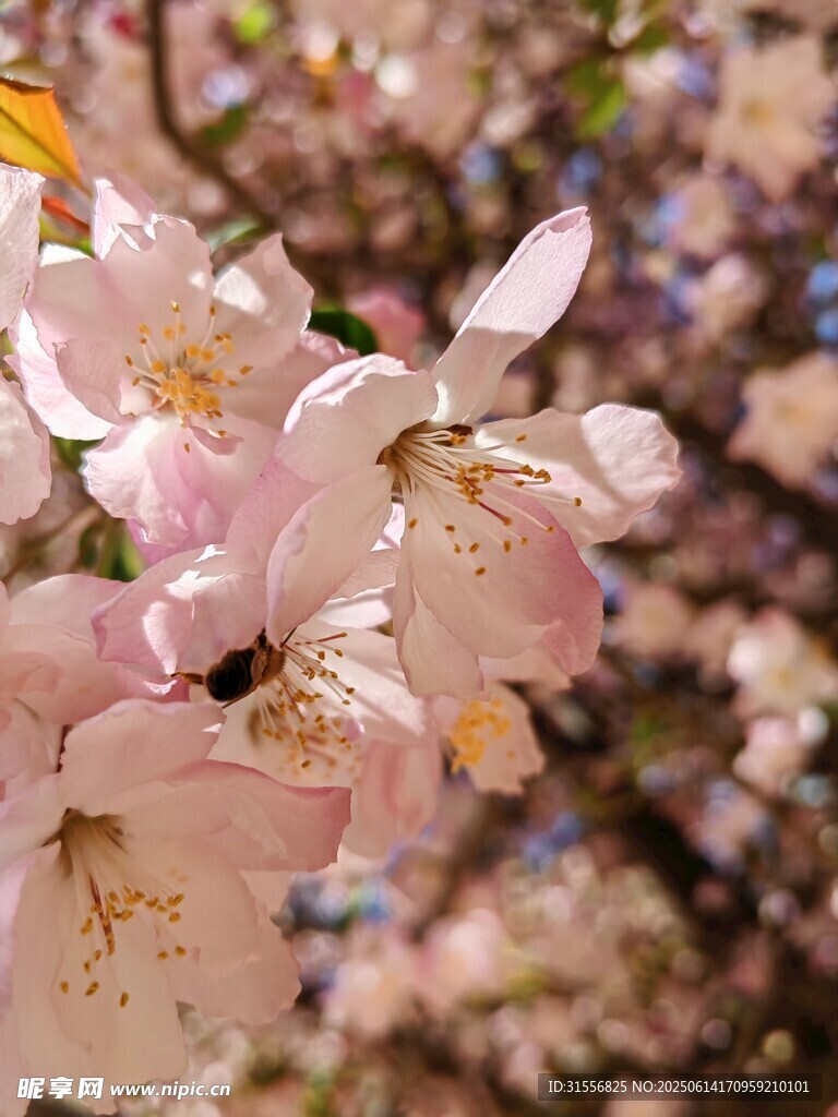 粉嫩櫻花綻放枝頭