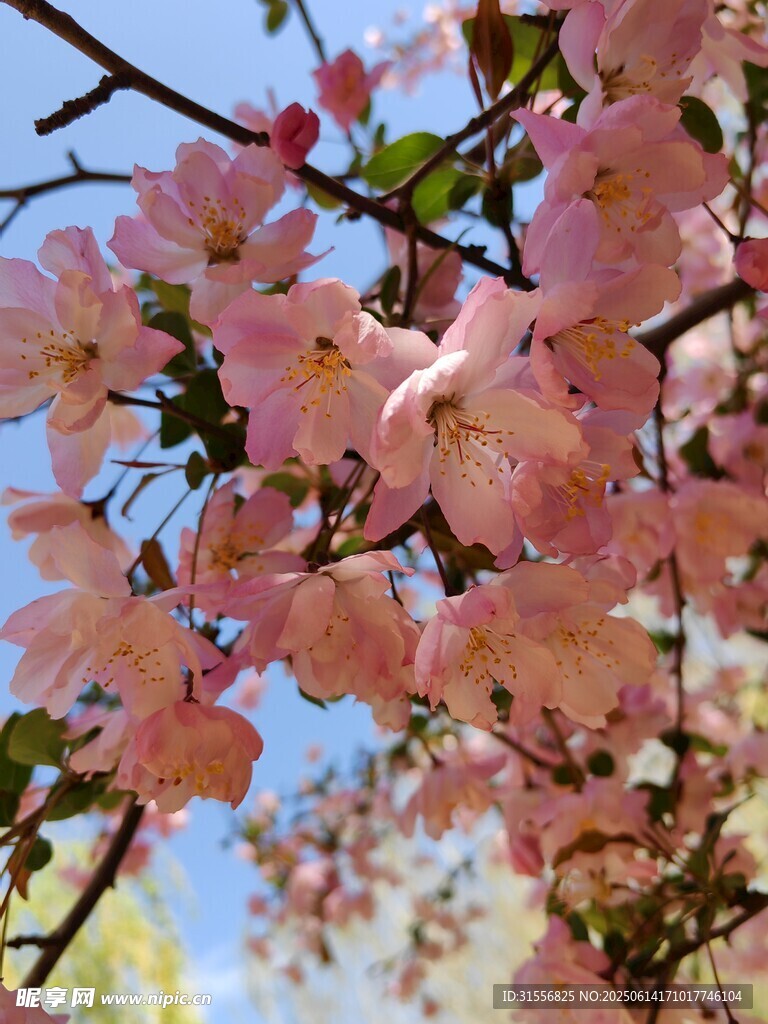 春日綻放的粉嫩海棠花