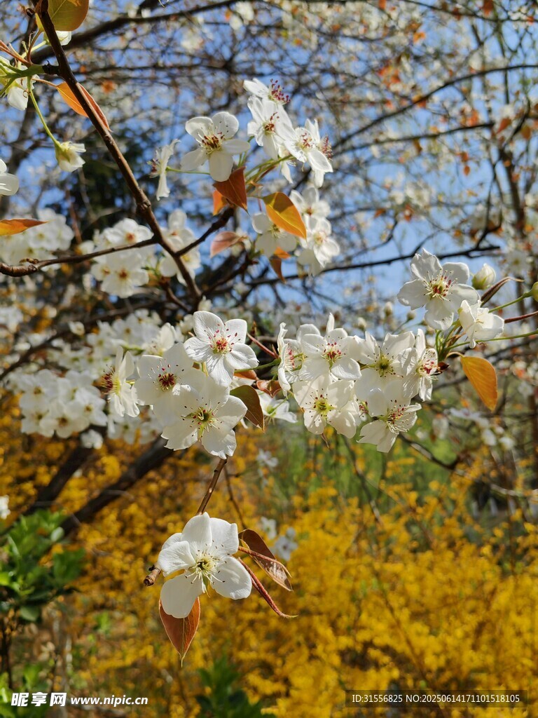 春日繁花綻放枝頭