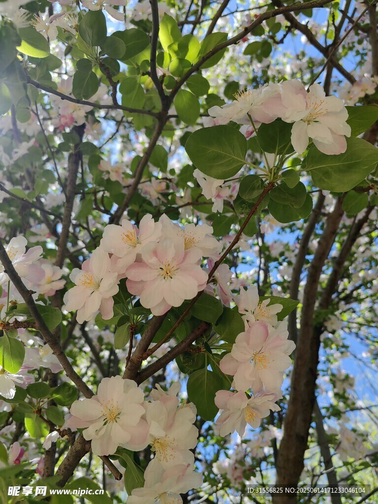 春日盛開的粉嫩繁花