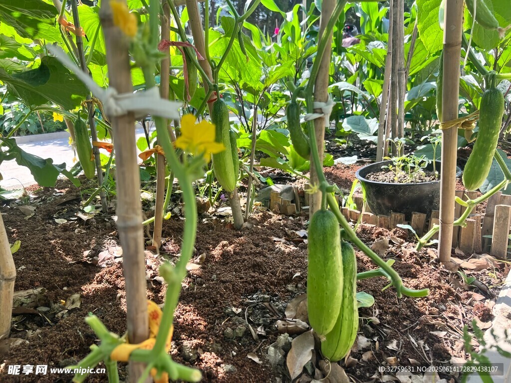 棚內種植的鮮嫩瓜類作物