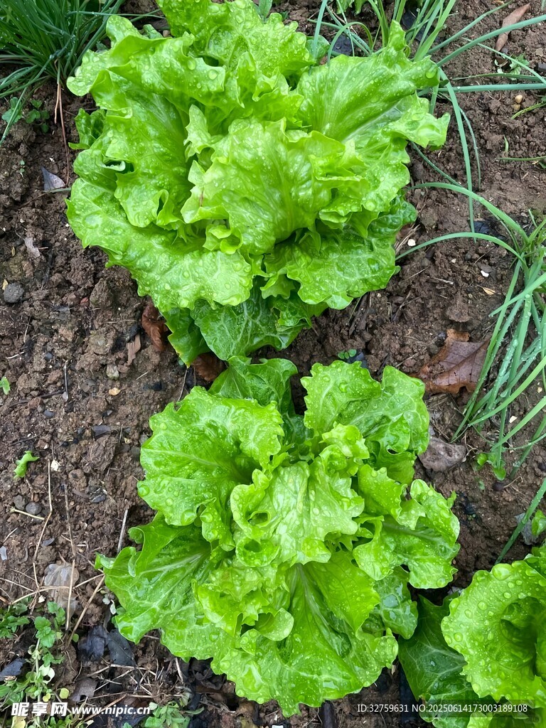 鮮嫩生菜生長于泥土間