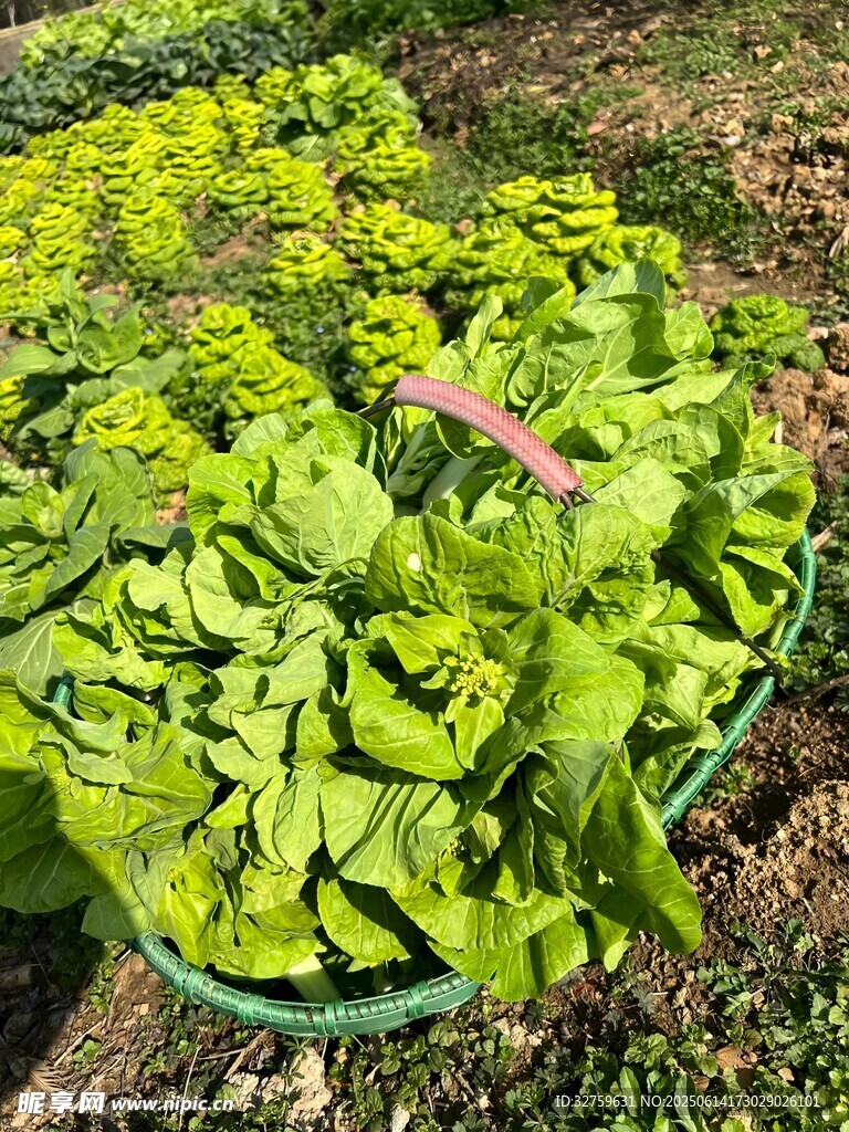 菜園里鮮嫩的生菜植株