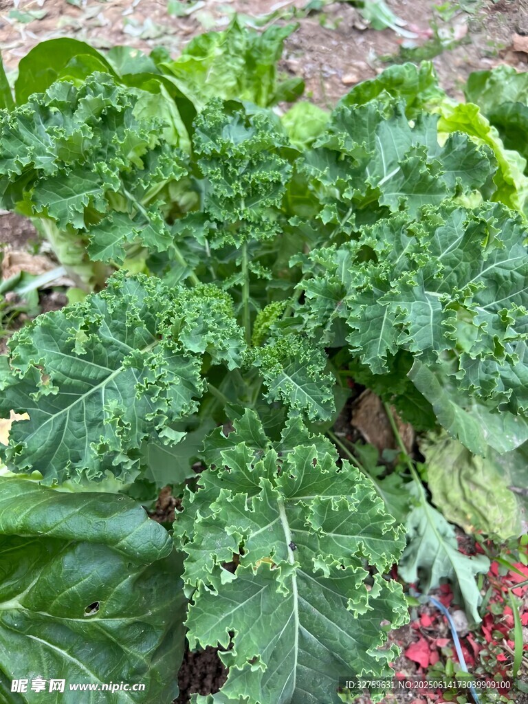 綠葉蔬菜生機勃勃的景象