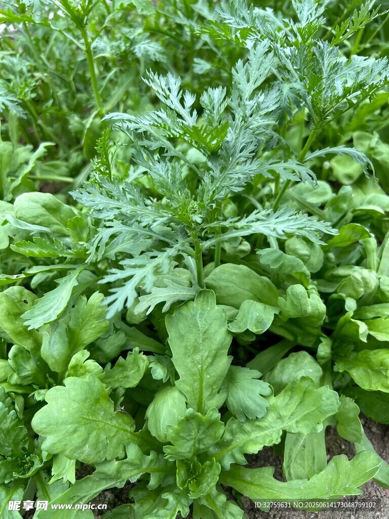 菜園里的新鮮蔬菜