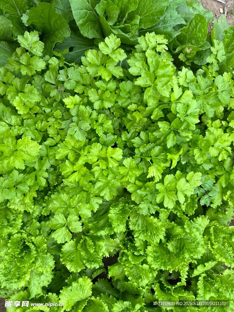 鮮嫩翠綠的歐芹植株