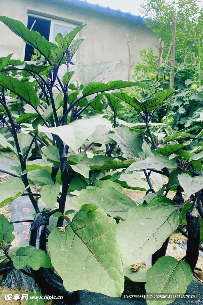 生長中的茄子植株