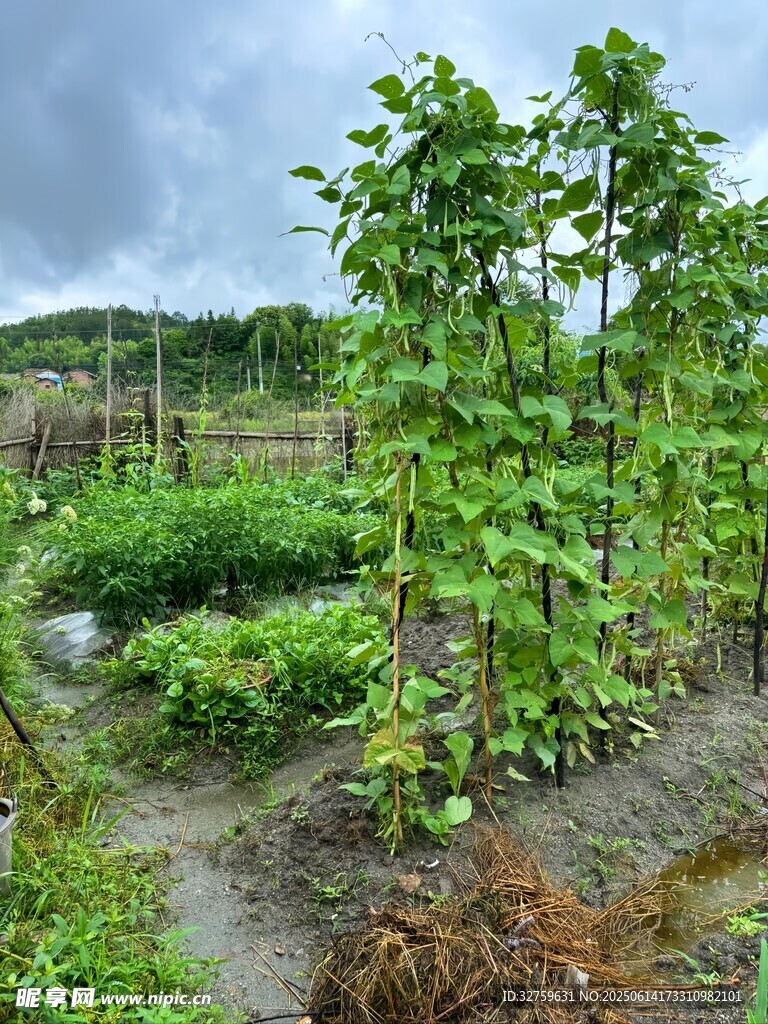 田園蔬菜種植景象