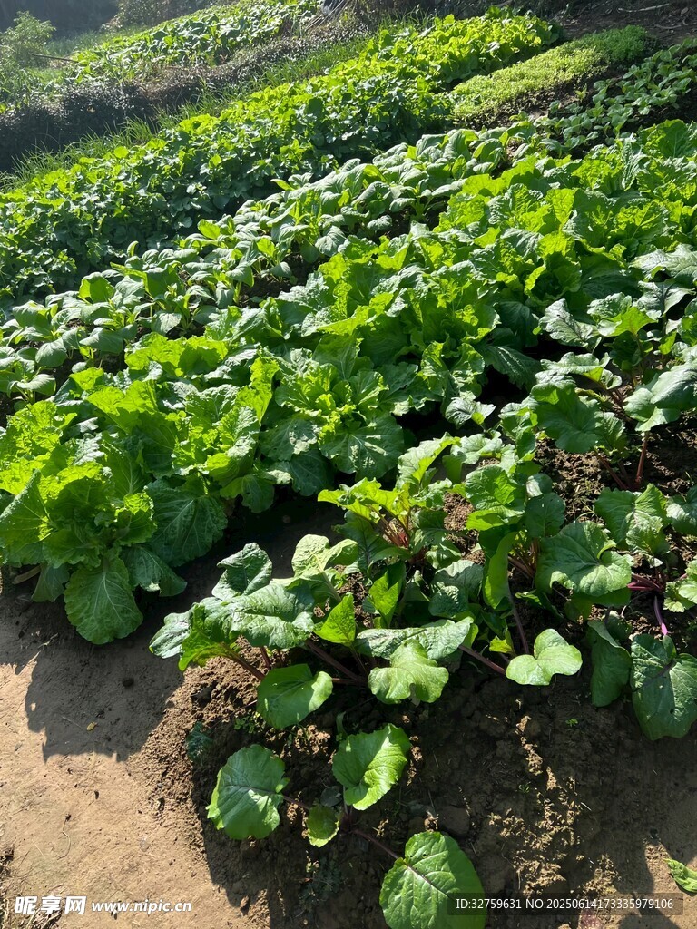 綠色蔬菜種植田園風光