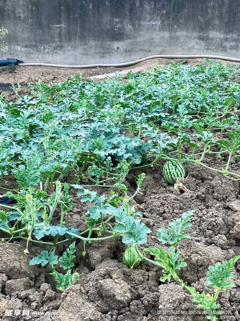 菜園里的綠色蔬菜幼苗