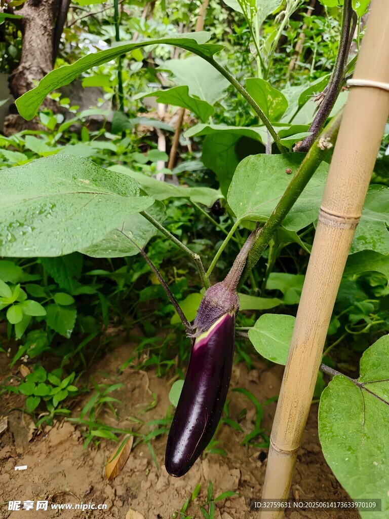 田間生長的紫色茄子