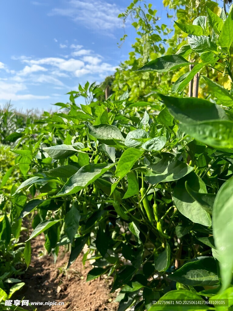 田園綠意盎然的蔬菜種植地