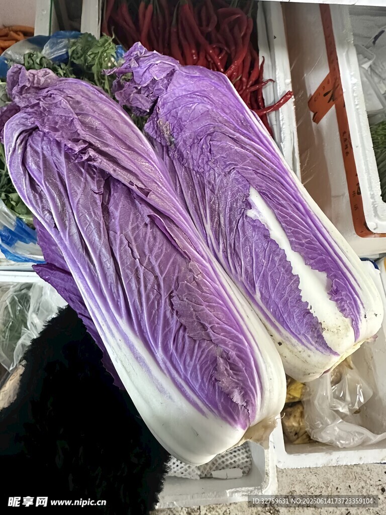 紫色大白菜展示