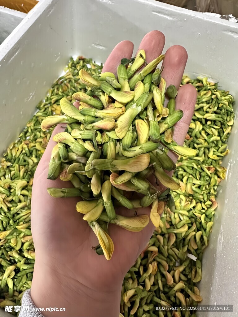 手捧鮮嫩黃綠金銀花