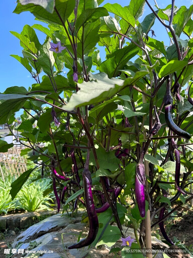 田間紫茄子掛滿枝頭