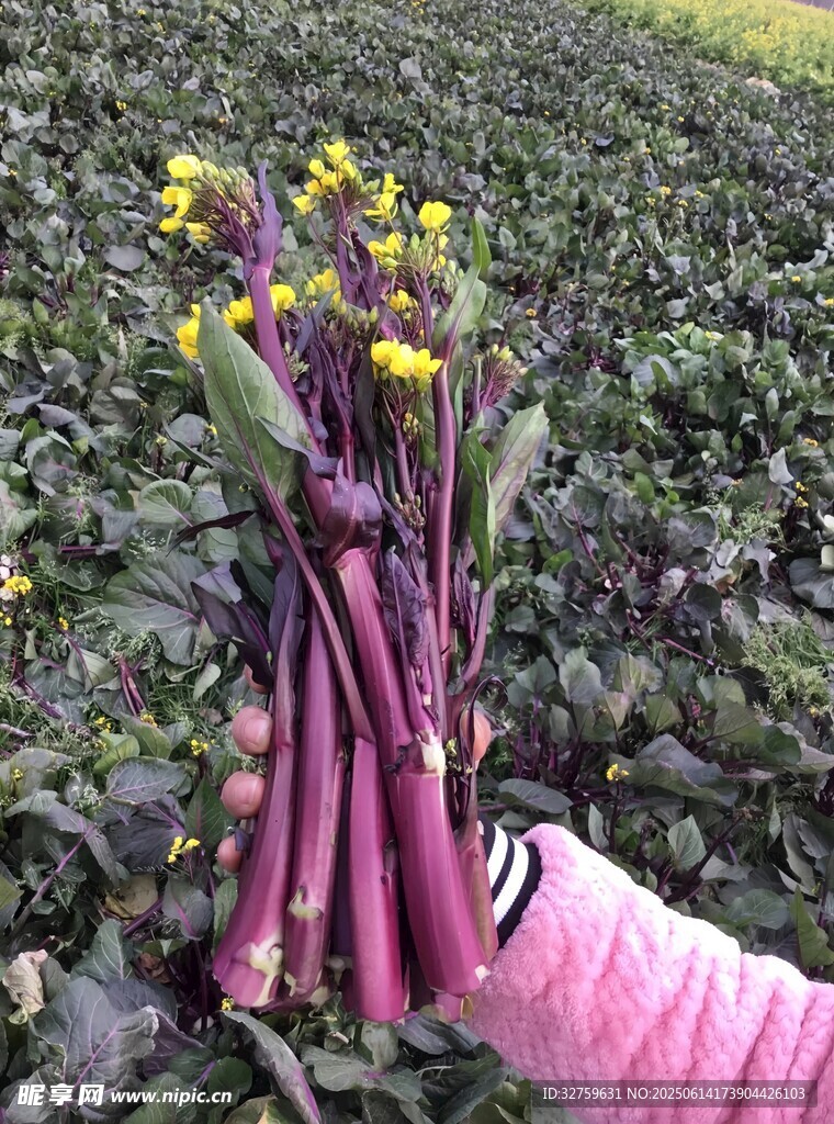 手捧紫莖黃花的新鮮蔬菜