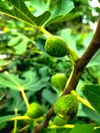 枝頭青嫩無花果