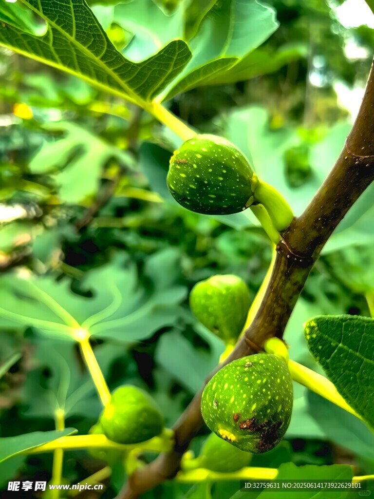 枝頭青嫩無花果