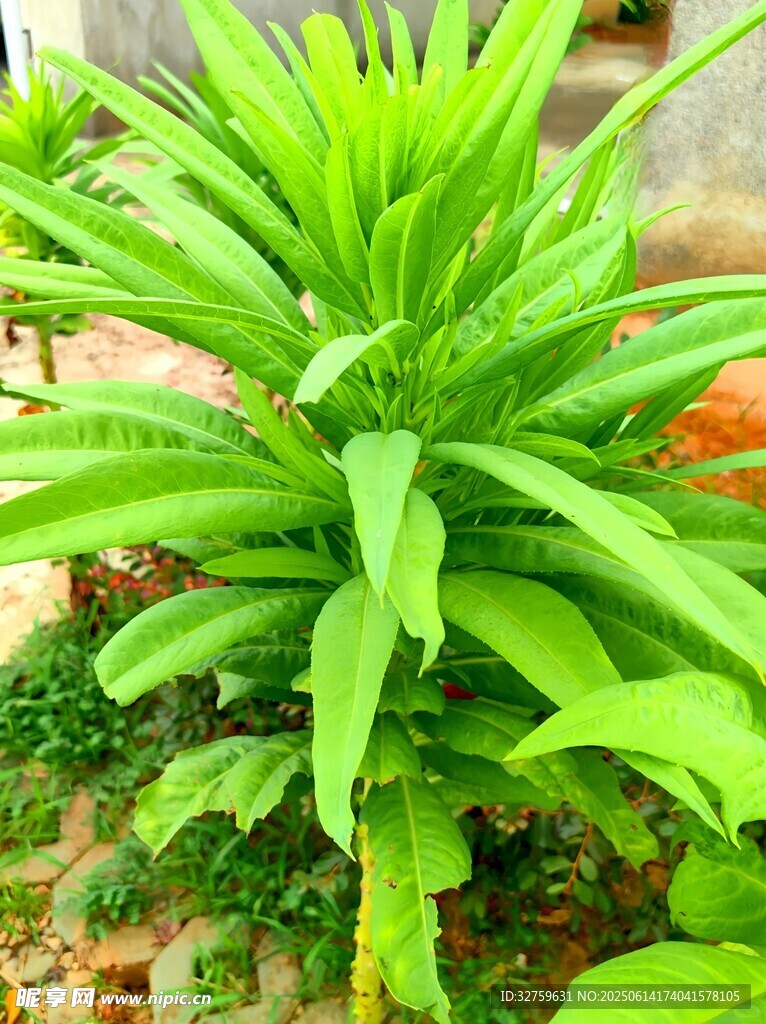 翠綠挺拔的綠植